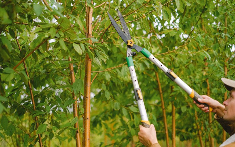 Tree trimming in Idaville, IN